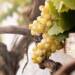 Burgundy Wine Region of Eastern France